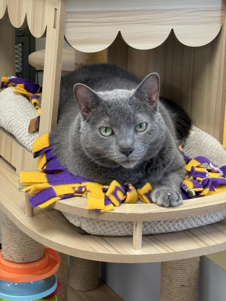Alex - Domestic Short Hair