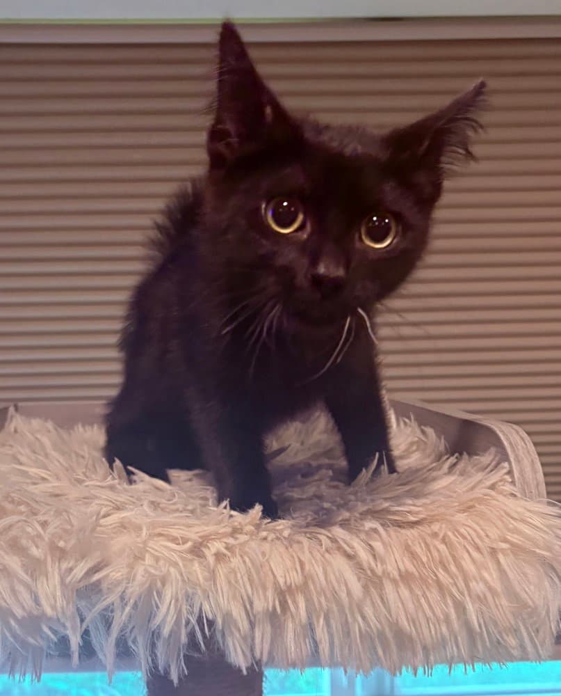Ellie - Domestic Short Hair