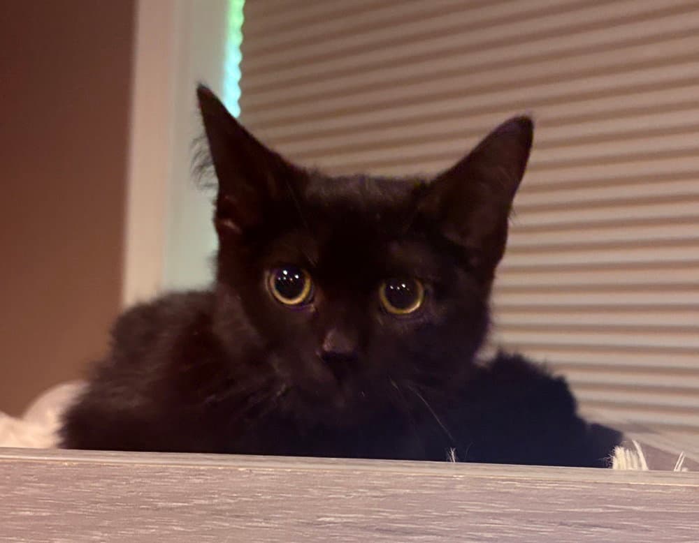 Lucy - Domestic Short Hair