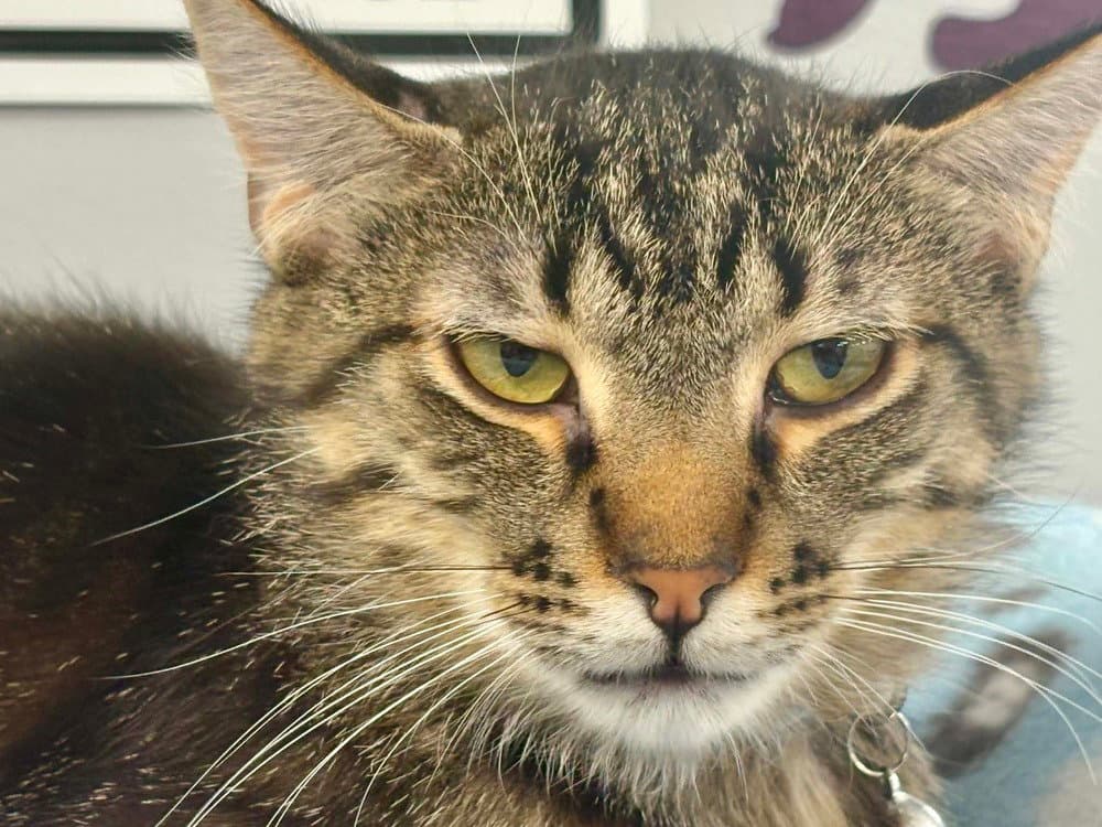 David - Domestic Short Hair