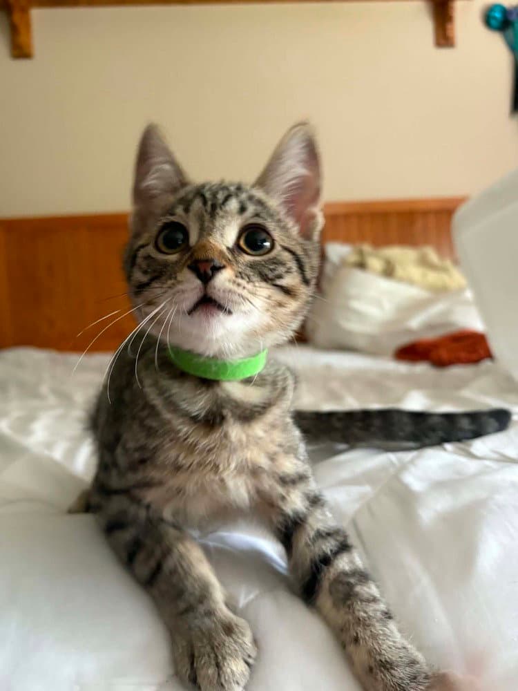 Pochita - Domestic Short Hair