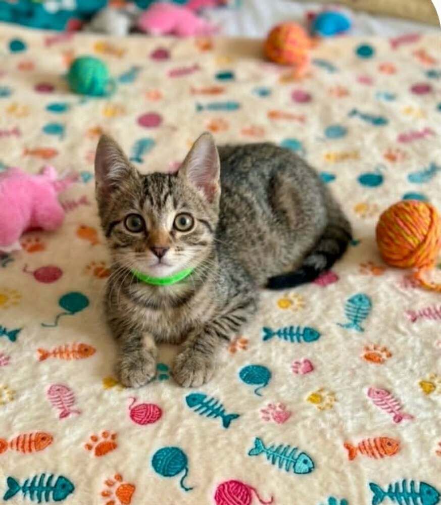 Pochita - Domestic Short Hair