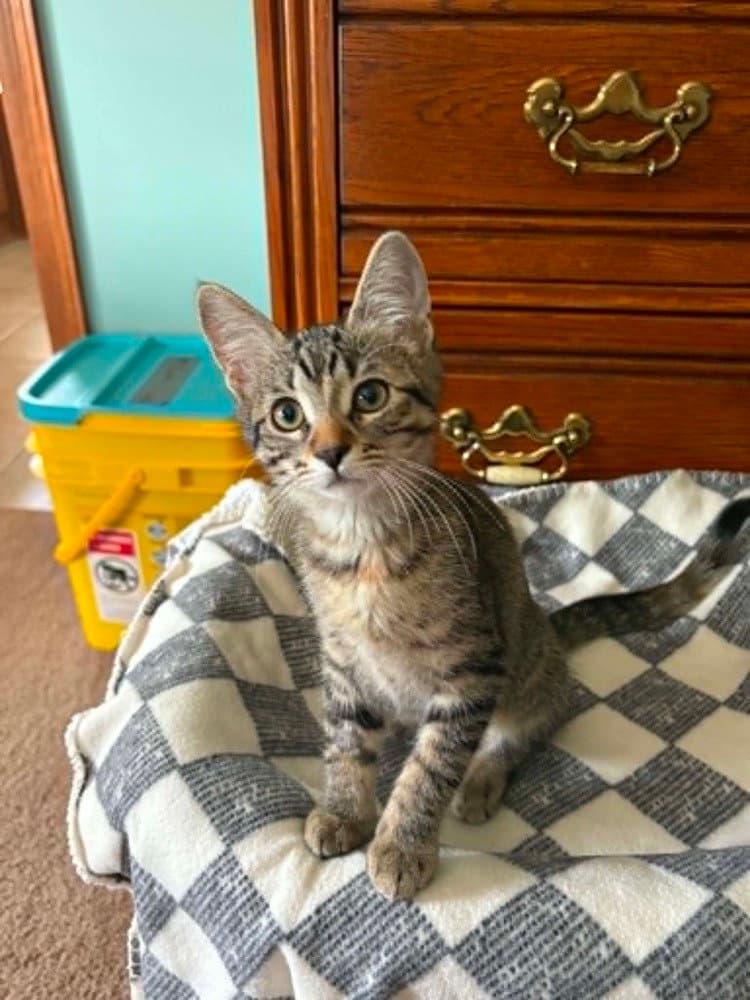 Mahoraga - Domestic Short Hair