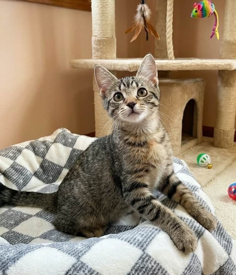 Mahoraga - Domestic Short Hair