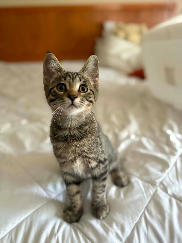 Gojo - Domestic Short Hair