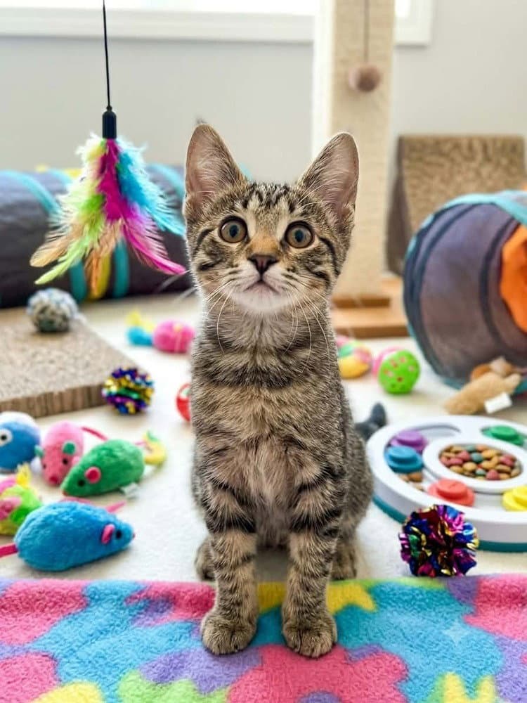Gojo - Domestic Short Hair
