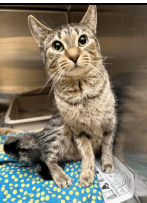 Tigger - Domestic Short Hair