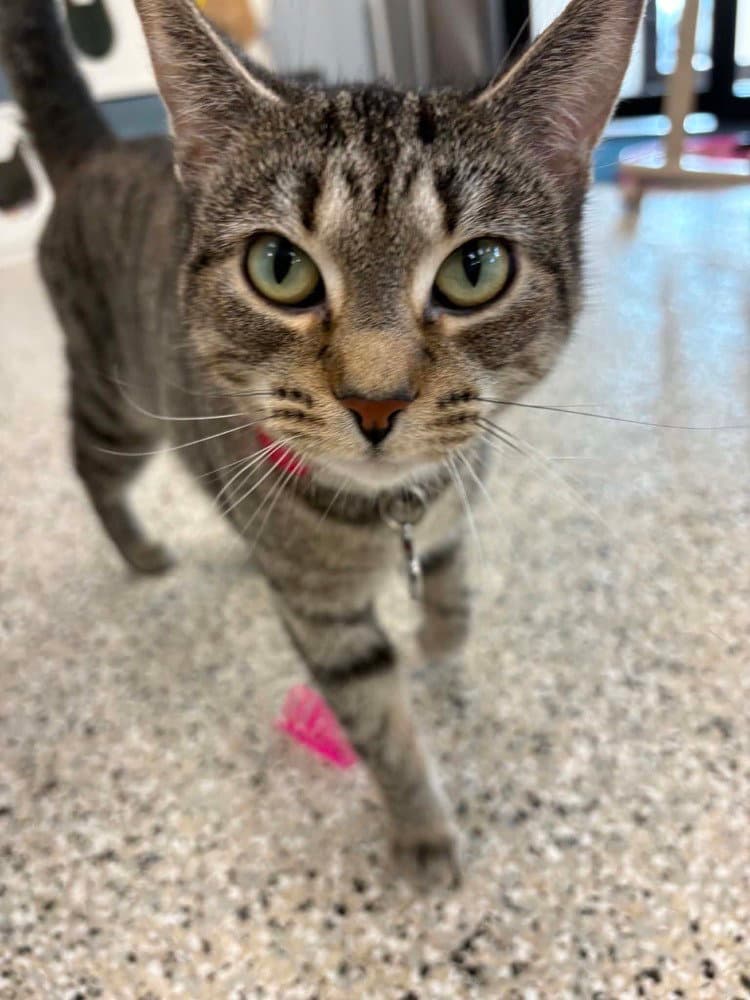 Tigger - Domestic Short Hair