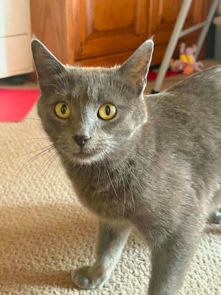 Huntix - Domestic Short Hair