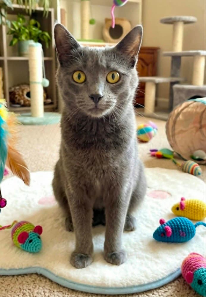 Huntix - Domestic Short Hair
