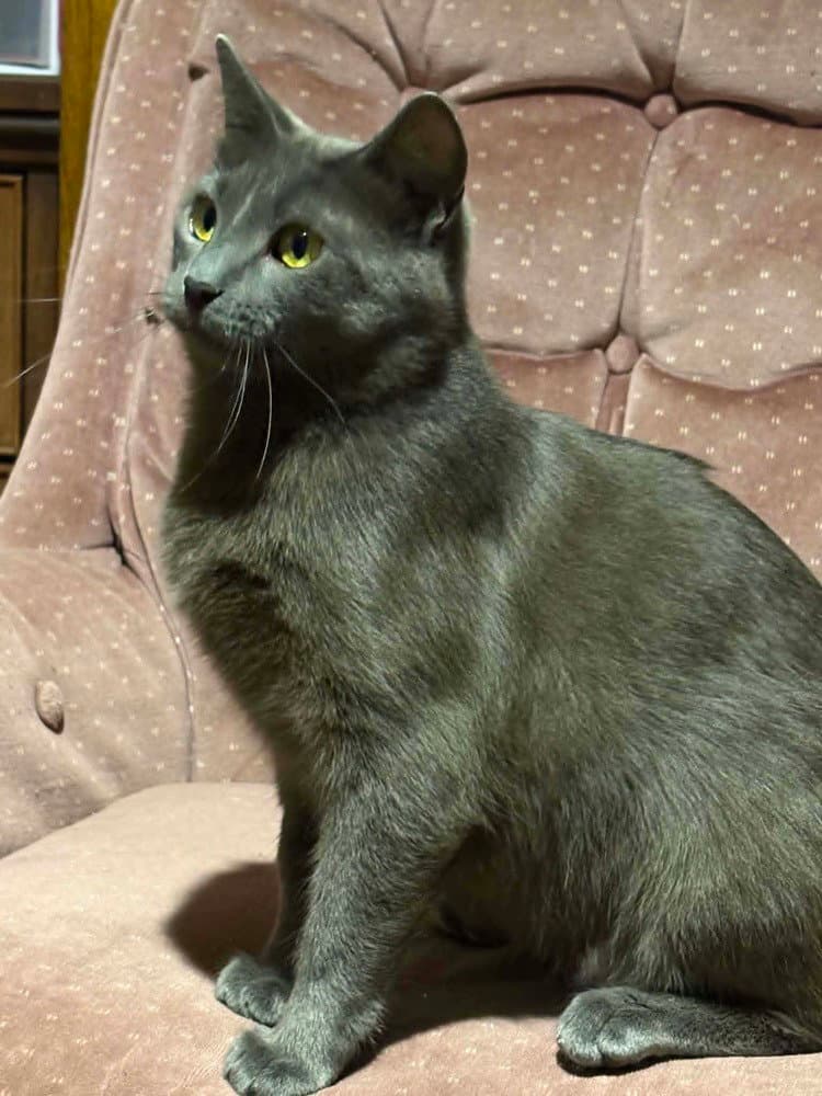 Huntix - Domestic Short Hair
