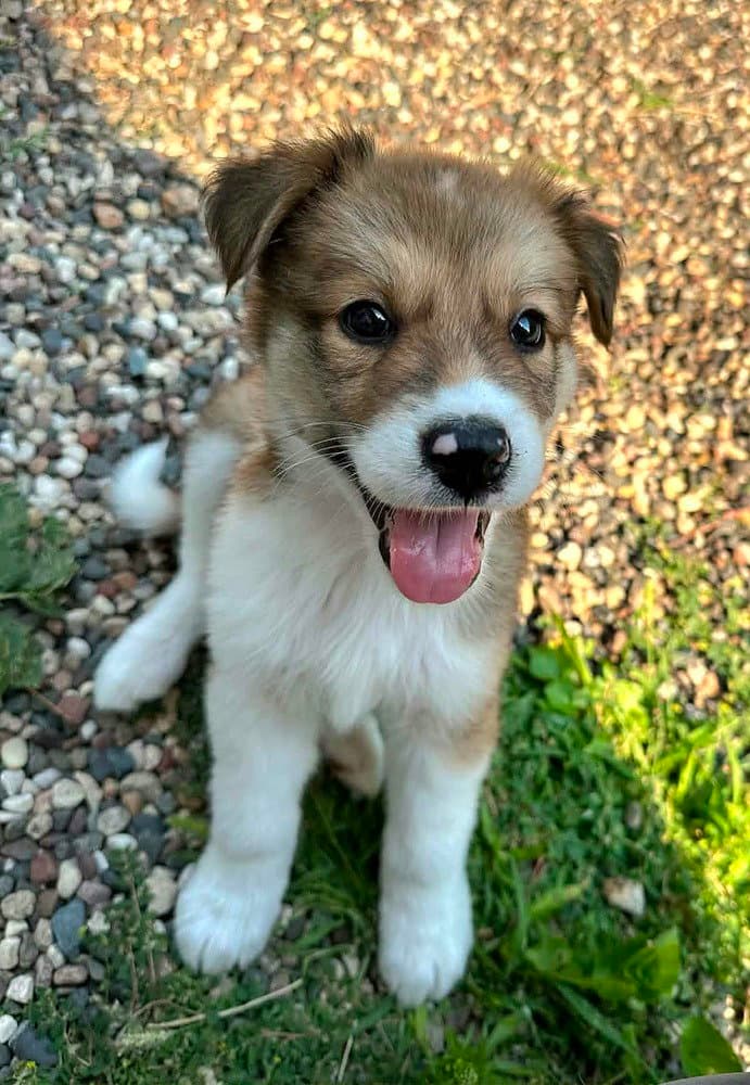 Koa - Australian Shepherd