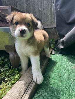 Koa image 2