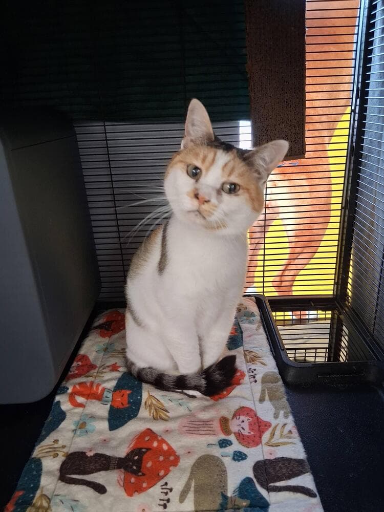 Summit - Domestic Short Hair