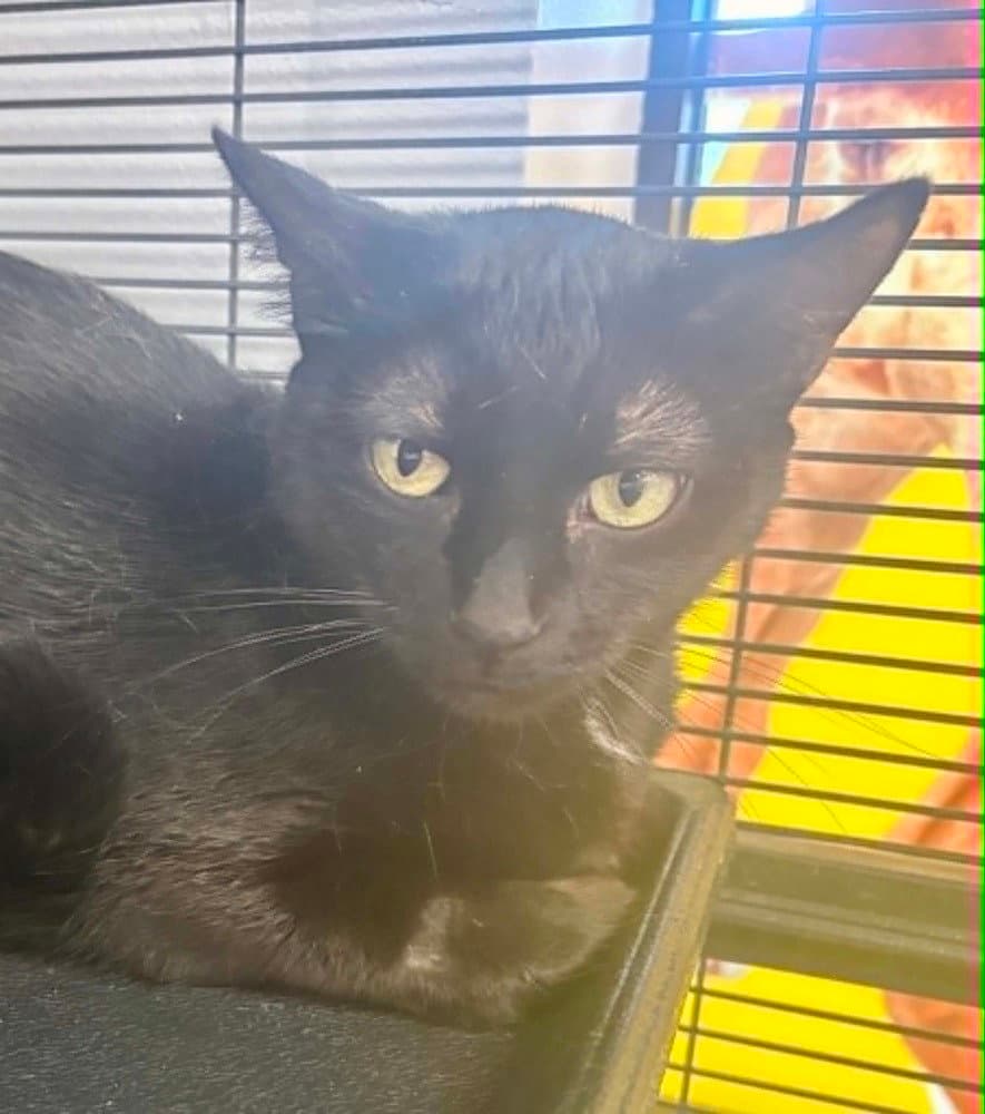 Evelyn - Domestic Short Hair
