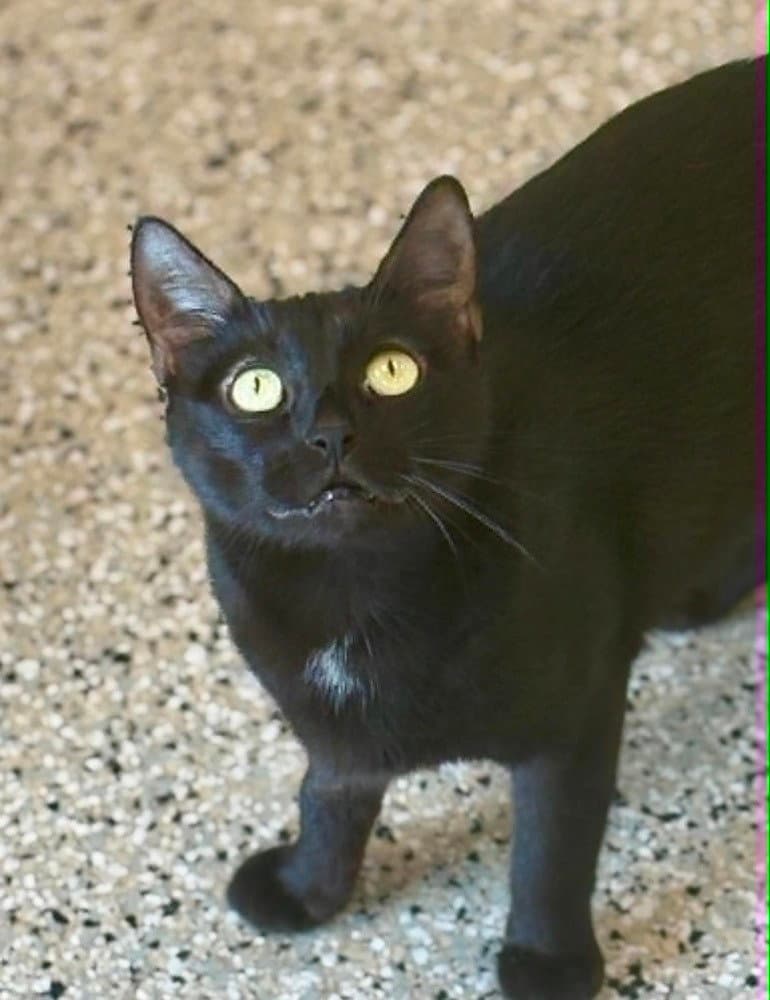 Evelyn - Domestic Short Hair