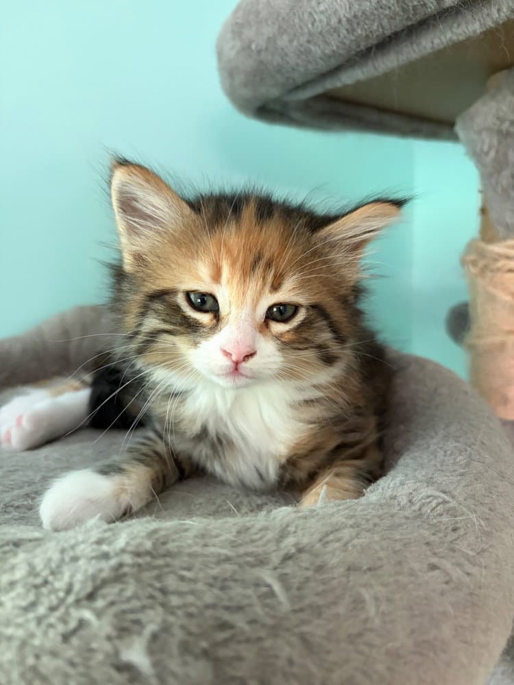 Pumpkin - Domestic Medium Hair