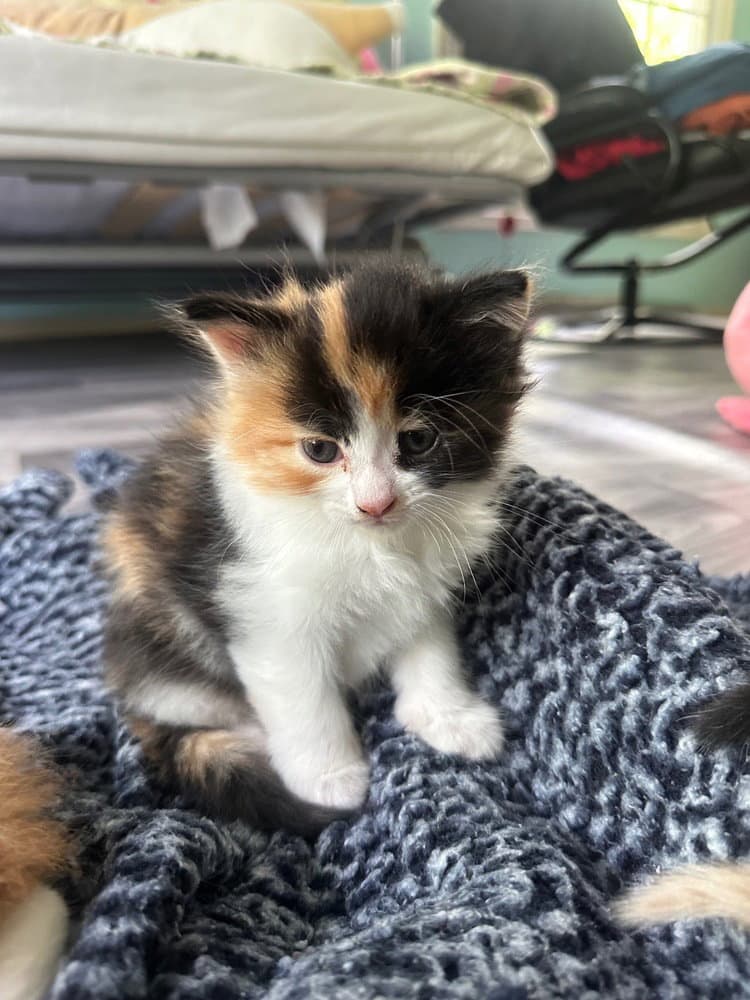 Peaches - Domestic Medium Hair
