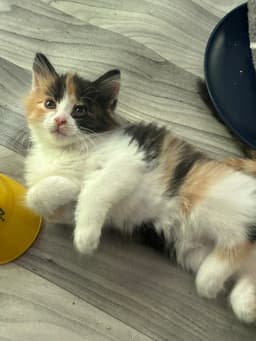 Peaches image 3
