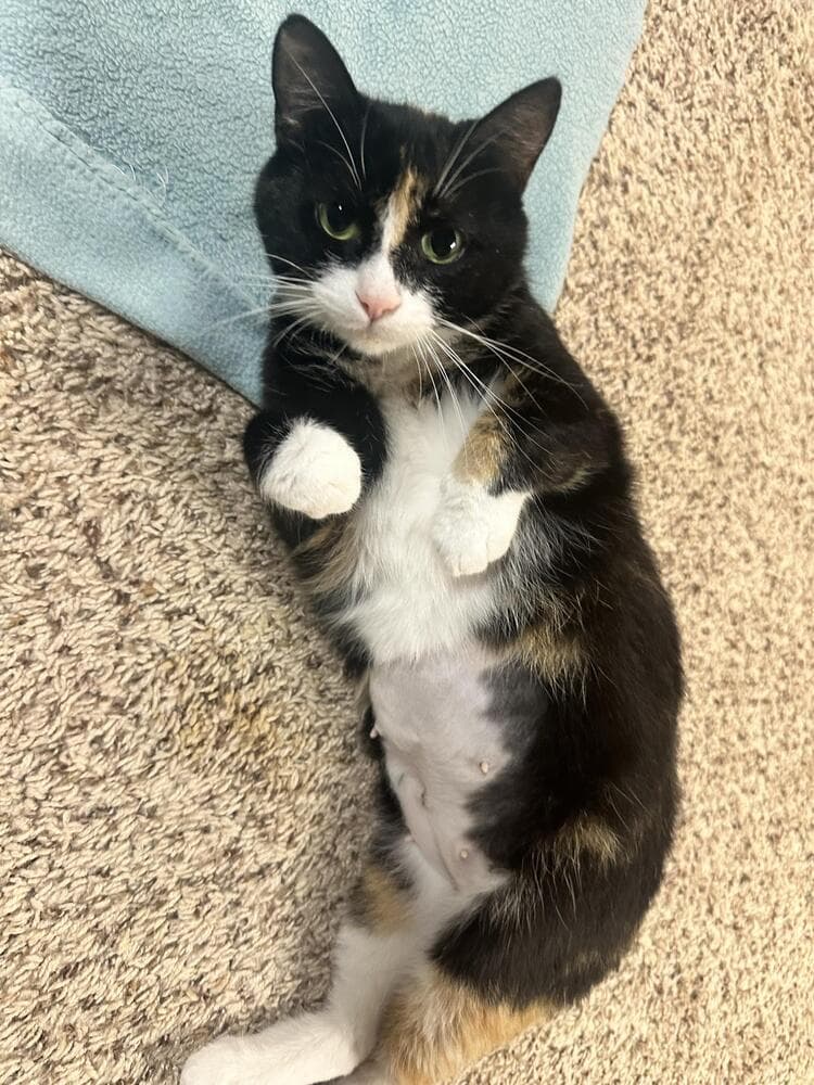 Princess Buttercup - Domestic Short Hair