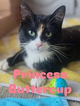 Princess Buttercup image 3