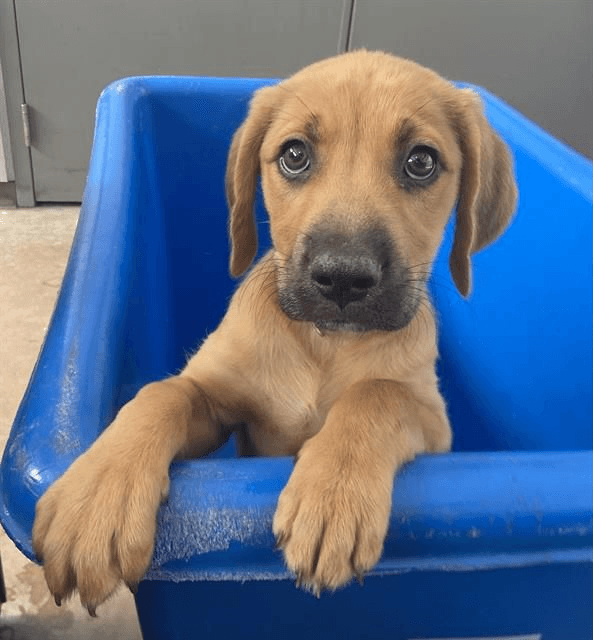 Rayne - Labrador Retriever