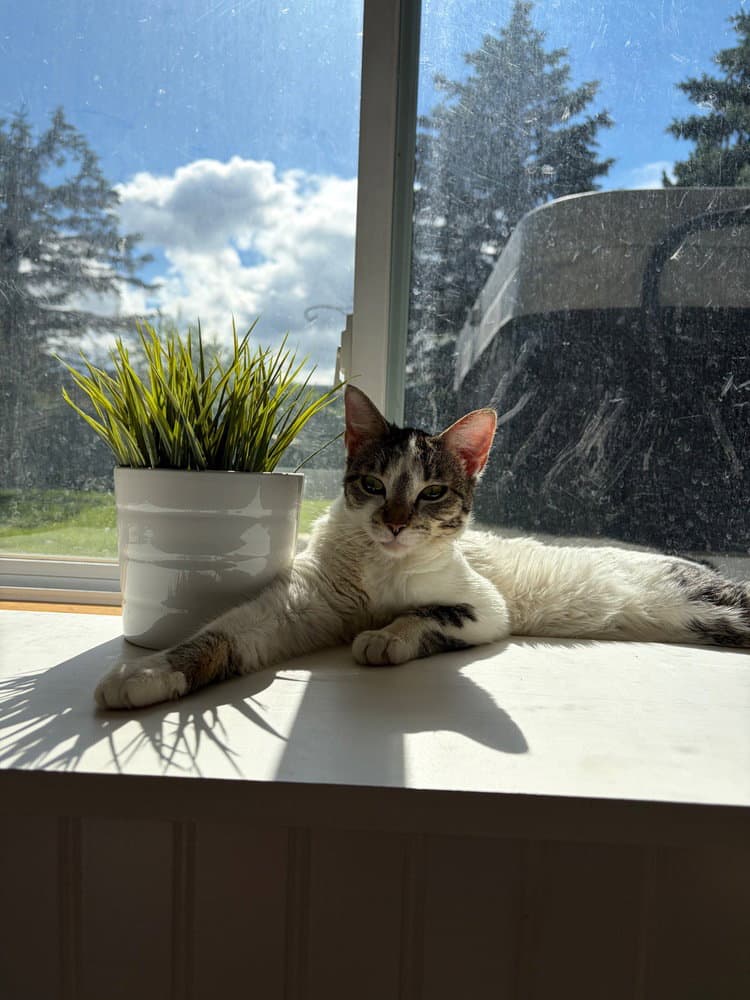 Bouddica - Domestic Short Hair