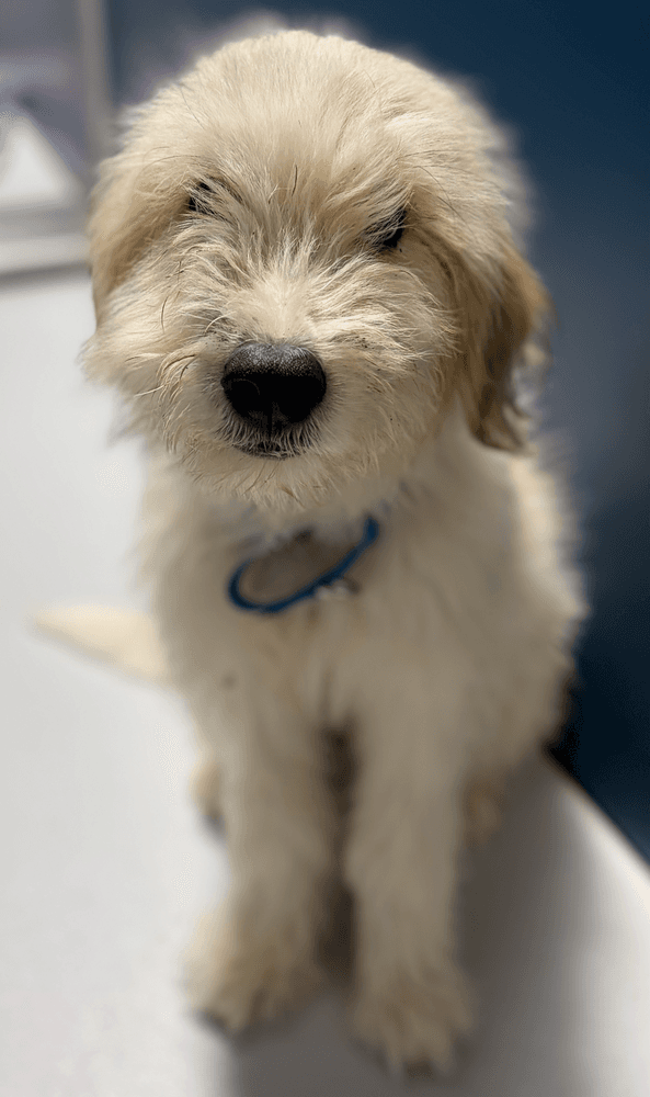 Moefoster Or Foster To Adopt Needed