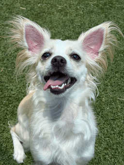 Himarifoster Or Foster To Adopt Needed image 1