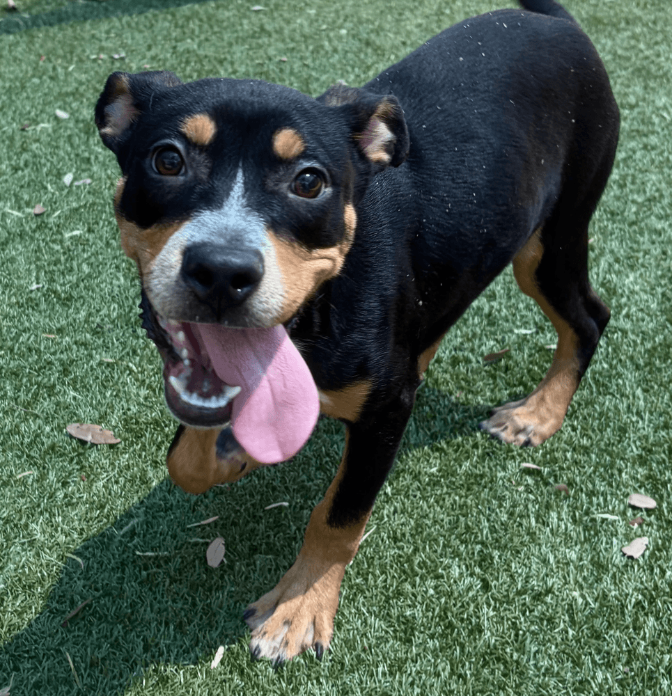 Ralphiefoster Or Foster To Adopt Needed - Terrier