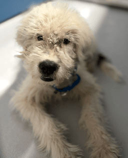 Calvinfoster Or Foster To Adopt Needed image 1
