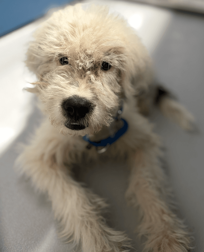 Calvinfoster Or Foster To Adopt Needed - Poodle (Standard)