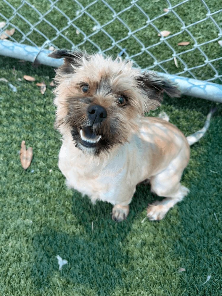 Chevyfoster Or Foster To Adopt Needed - Cairn Terrier
