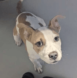 Moanafoster Or Foster To Adopt Needed image 1