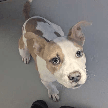 Moanafoster Or Foster To Adopt Needed