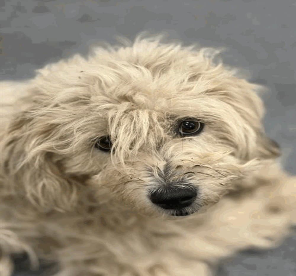 Rosefoster Or Foster To Adopt Needed - Poodle (Standard)