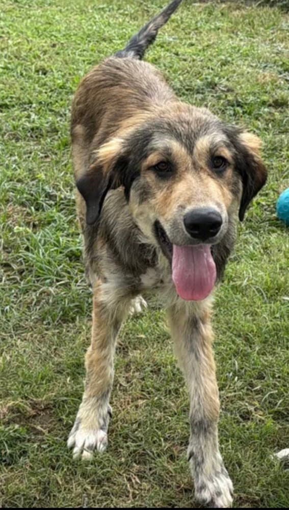 Honeyfoster Or Foster To Adopt Needed - Shepherd