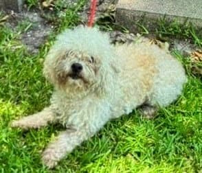 Scottiefoster Or Foster To Adopt Needed - Poodle (Miniature)