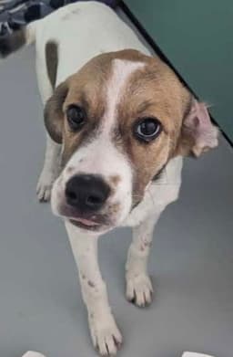 Troutfoster Or Foster To Adopt Needed image 1