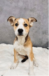 Mocha Frappefoster Or Foster To Adopt Needed - Terrier