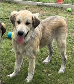 Whiskeyfoster Or Foster To Adopt Needed image 1