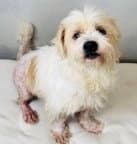 Angelfoster Or Foster To Adopt Needed - Terrier