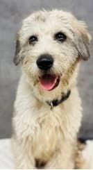 Rossfoster Or Foster To Adopt Needed - Terrier