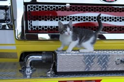 Wee image 1