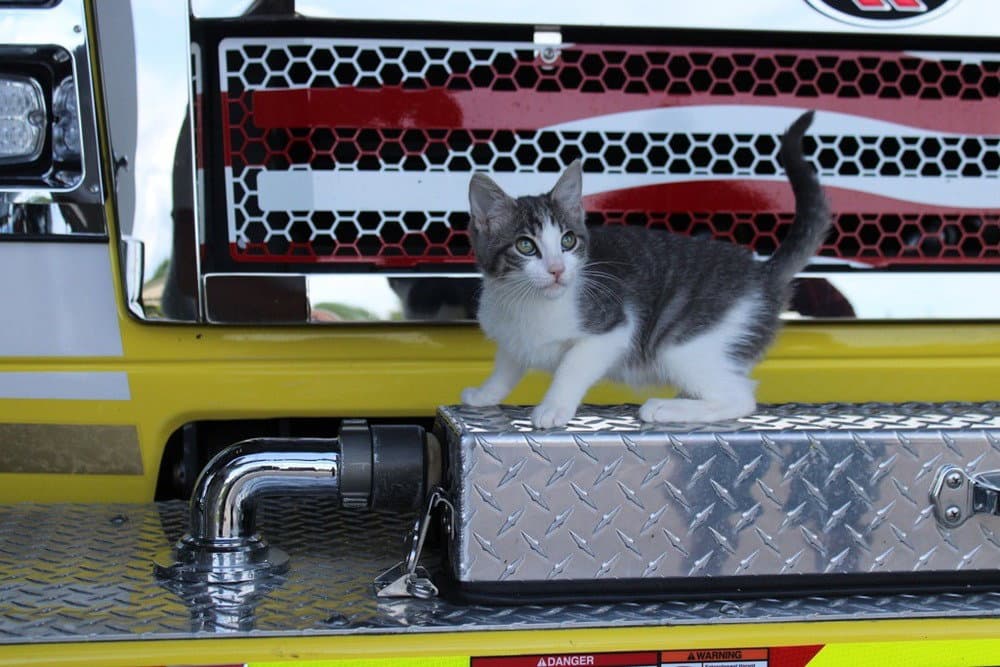 Wee - Domestic Short Hair