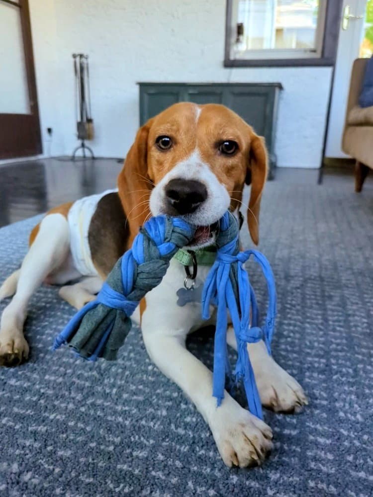 Walden - Beagle