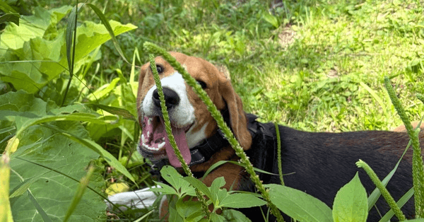 Palmer - Beagle