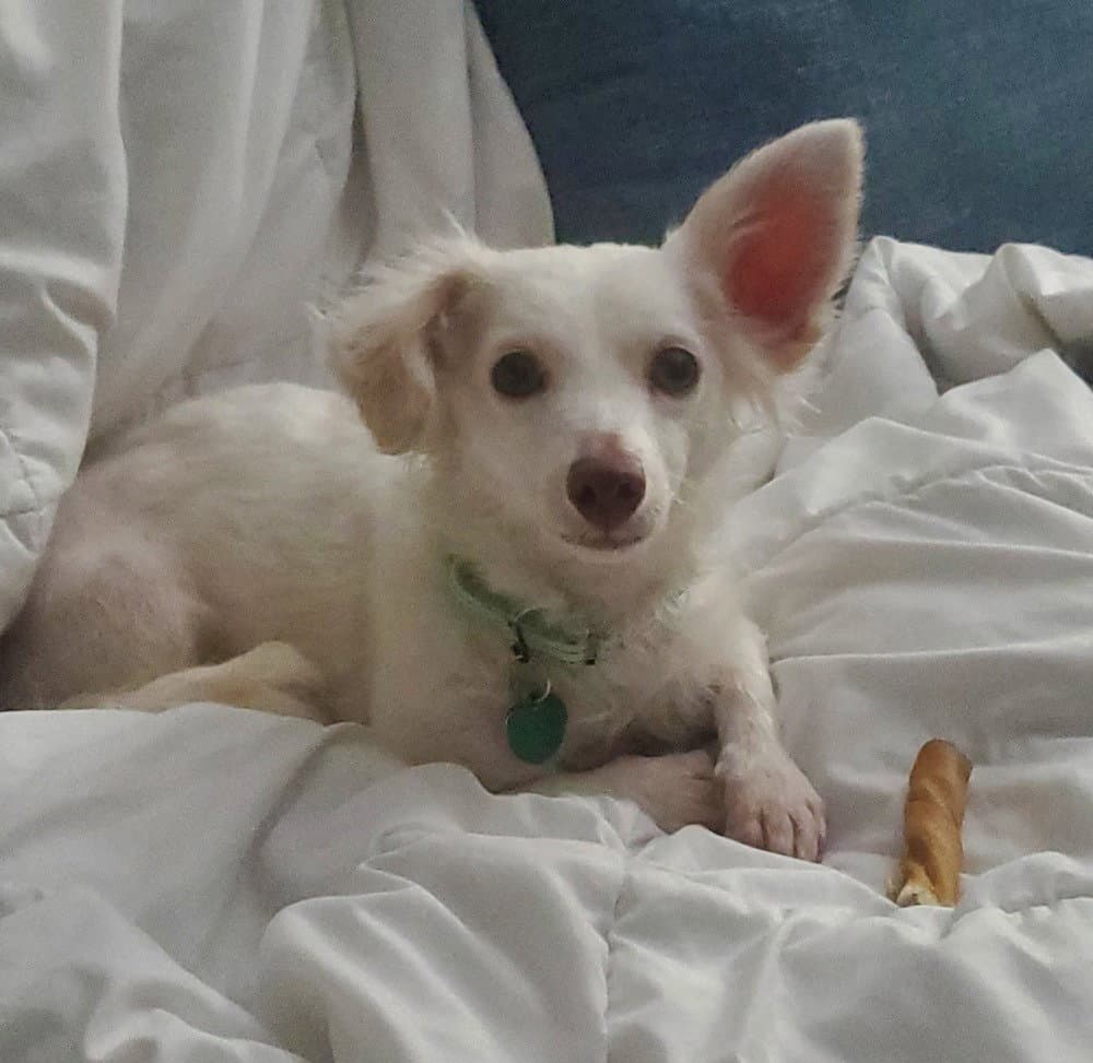Lina - Dachshund