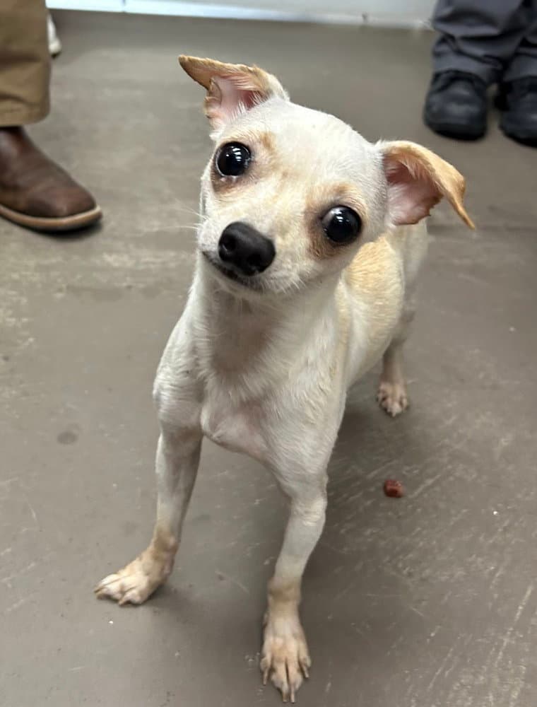 Michelle - Chihuahua