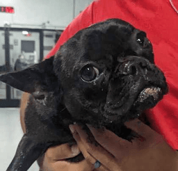 Frenchyfoster Or Foster To Adopt Needed image 1